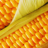 Aminokwasy białka kukurydzianego